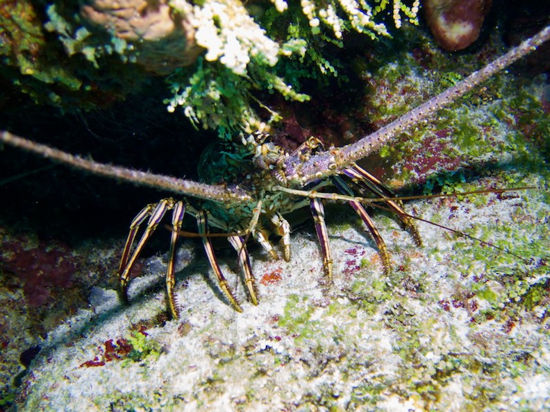 Spiny Lobster IMG_9348.jpg